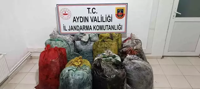 Aydın'da İzinsiz Zeytin Toplayan 11 Şüpheli Suçüstü Yakalandı
