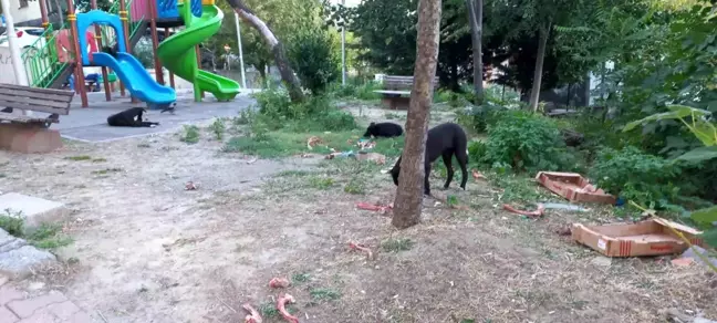 Beylikdüzü'nde İşe Giden Kadına Köpek Saldırısı