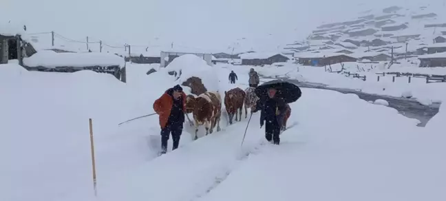 Kavrun Yaylası Karla Kaplandı, Besiciler Köylere İndi