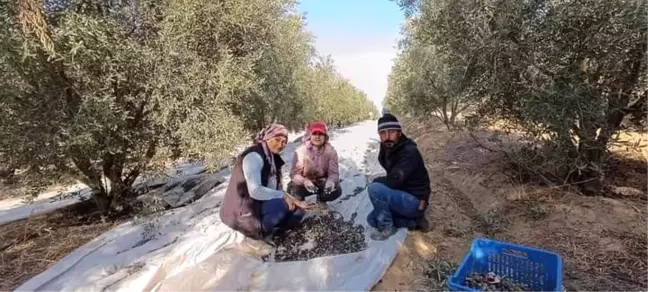 Manisa'nın Sarıgöl ilçesinde Zeytin Hasadı Başladı