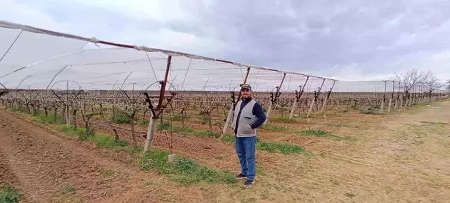 Sarıgöl'de Üreticiler Dolu ve Don Riskine Karşı Önlem Alıyor