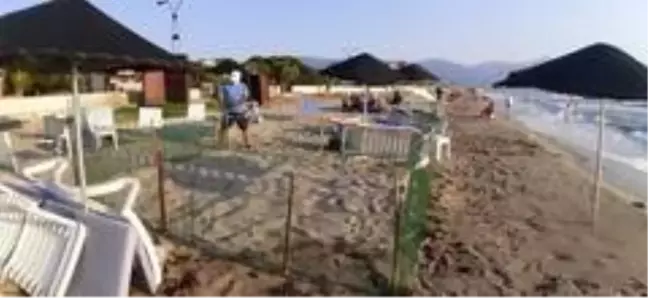 Caretta caretta, Kuşadası sahiline yumurtalarını bıraktı