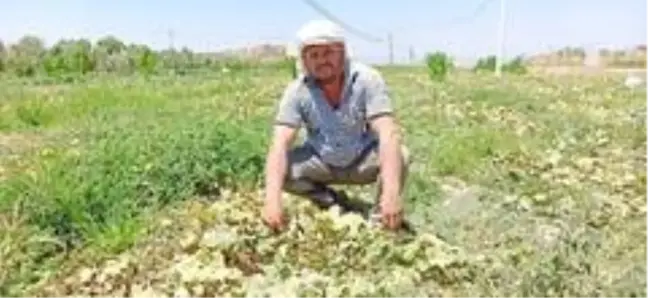 Salatalıkta ikinci ekim dönemi