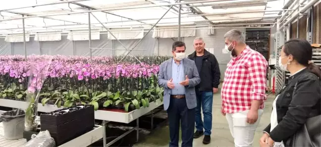 Tarsus'ta 20 milyon adet iç ve dış mekan bitkisi üretiliyor
