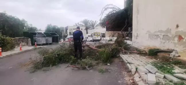 Bodrum'da yaşanan şiddetli lodos, ilçe genelindeki ağaçları etkiledi