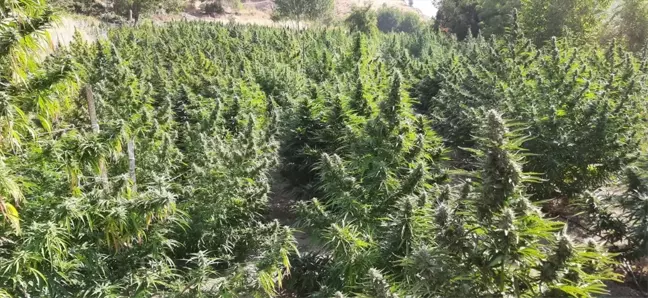 Diyarbakır'da 1 ton 530 kilogram esrar ve 2 milyon 850 kök skunk bitkisi ele geçirildi