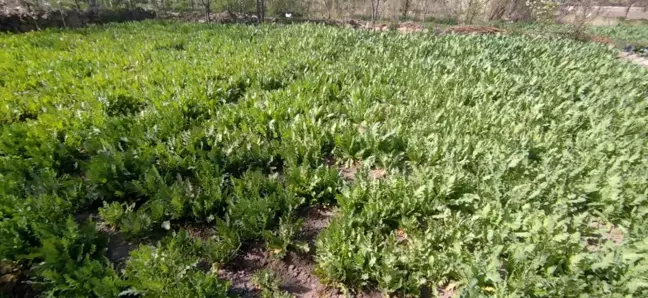 Afyonkarahisar'da İzinsiz Haşhaş Ekimi: 4 Kişi Gözaltına Alındı