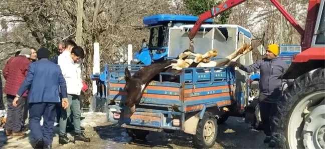 Kumru'da Yangın: 5 Büyükbaş Hayvan Telef Oldu