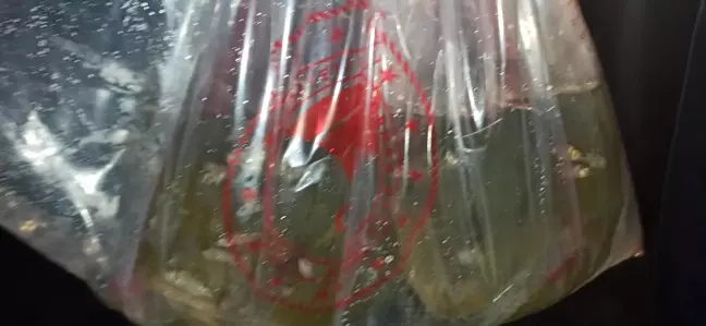 Tokat'ta göletlere 36 bin yavru sazan balığı bırakıldı