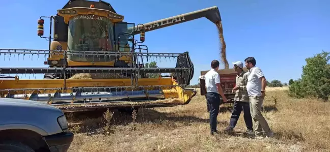 Kütahya'da Buğday Tohumu Hasadı Devam Ediyor