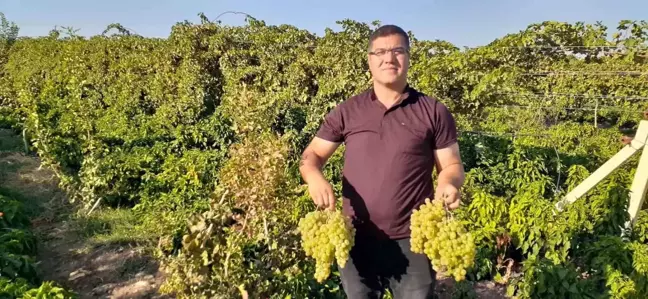 Adıyaman'da çiftçi modern tarım yöntemiyle yüksek verim elde ediyor