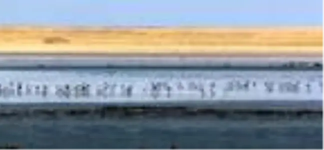 Ziyaretçi sayısı azalan göle, kuşlar akın etti