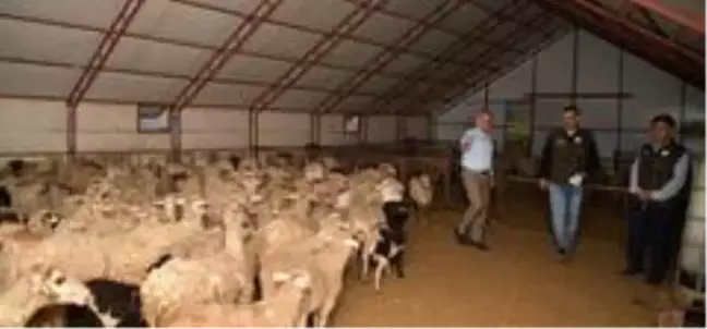 52 günlük kuzu 32 Kilo