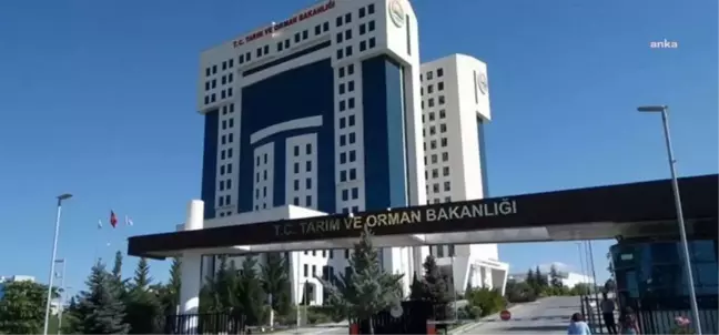 Tarım ve Orman Bakanlığı, İmalatçılara Şeker İthalatı Yetkisi Vermek İçin Çalışma Başlattığını Açıkladı