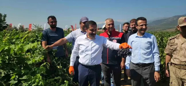 Hatay'da Üzüm Hasadı Başladı