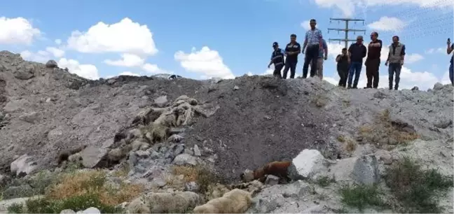 Konya'da, arazide bulunan 15 köpek ölüsüyle ilgili suç duyurusu
