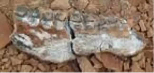 Denizli'de karıncayiyen ve fil fosili bulundu