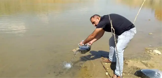 Malatya'da göletlere 120 bin yavru balık bırakıldı