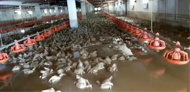 Sakarya'da 26 bin tavuk selde telef oldu