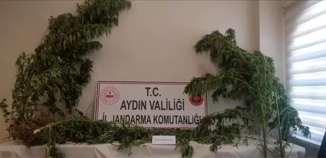 Aydın'da 44 Kök Kenevir Bitkisi Ele Geçirildi