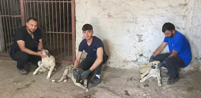 Erzurum'da zifte bulanan yavru köpeklerden 5'i hayatını kaybetti