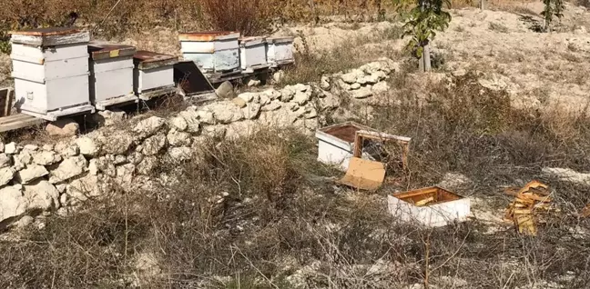 Beypazarı'nda Ayı Saldırısı: 15 Arı Kovana Zarar Verdi