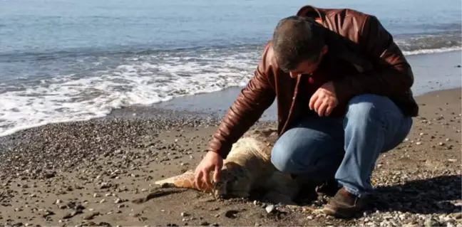Fethiye'de Ölü Caretta Caretta Sahile Vurdu