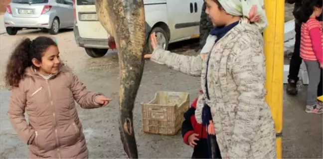 Seyhan Baraj Gölü'nde 50 Kilogramlık Yayın Balığı Yakalandı