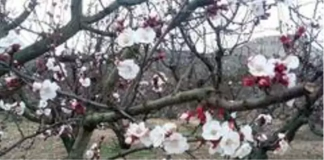Mersin'de kayısı ağaçları çiçek açtı
