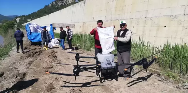 Kastamonu'da Dron ile Çeltik Ekimi Yapıldı