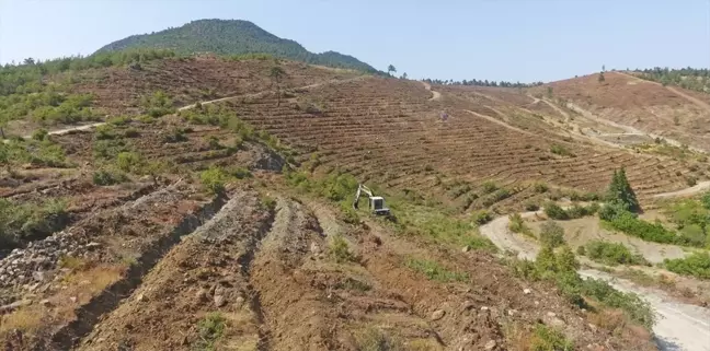 Balıkesir'de Bozulan Orman Alanları Yeniden Ağaçlandırılıyor