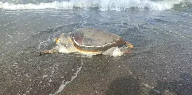 Samandağ'da Ölü Caretta Caretta Bulundu