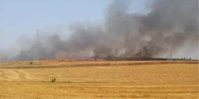 Tekirdağ'da 40 Dönüm Buğday Ekili Tarla Yangında Yandı