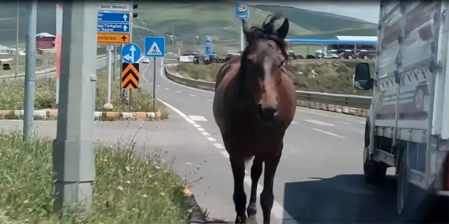 Ardahan'da başıboş dolaşan atlar trafiği tehlikeye sokuyor