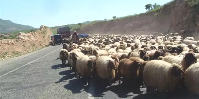 Biga'da 48 Adet Koyun Çalındı