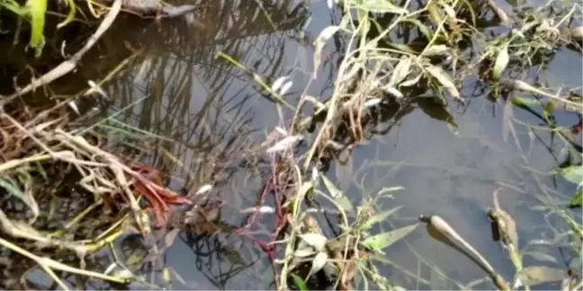 Gediz Nehri'ndeki balık ölümleri araştırılıyor