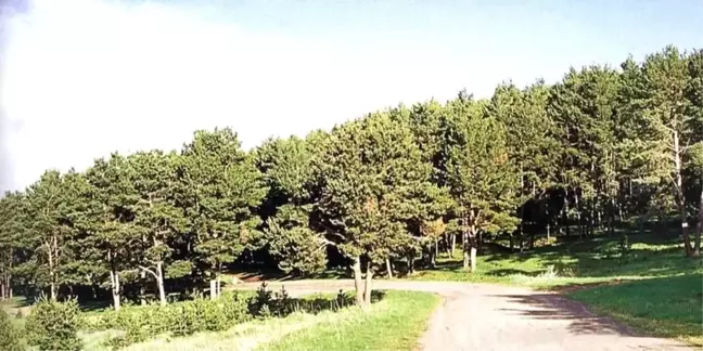 Ardahan'da mangal, semaver, ateş yakılması ile havai fişek ve dilek balonu uçurmak yasaklandı