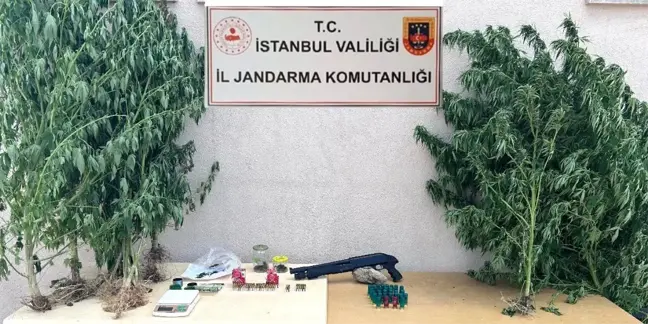 İstanbul Çatalca'da uyuşturucu operasyonu: 50 kök kenevir ele geçirildi