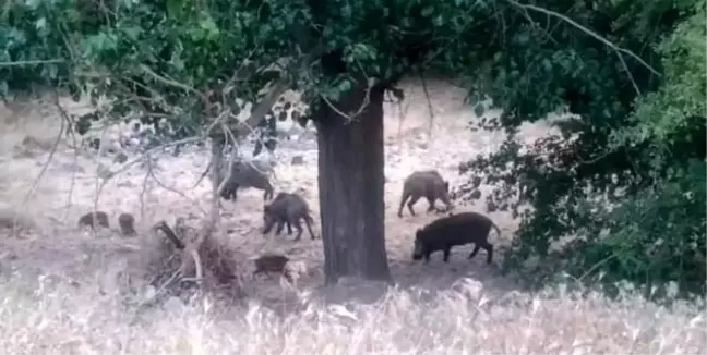 Malatya'da yiyecek arayan domuz sürüsü kameralara yansıdı