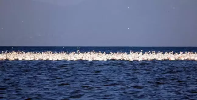 Flamingoların ilk kafilesi Van Gölü'ne geldi