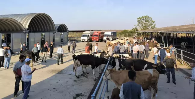 Edirne'de Koyun-Keçi Çiçeği ve Şarbon Nedeniyle Hayvan Hareketleri Yasaklandı