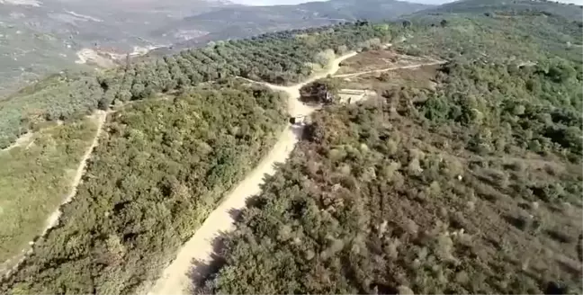 Gemlik'te Zeytin Hırsızlıklarına Dronlu Önlem