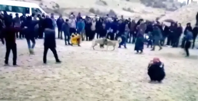 Besni'de Köpek Dövüştürüp, Bahis Oynayanlara Baskın
