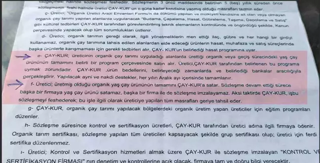 ÇAYKUR, organik çay üreticilerinin tepkisine rağmen kota sınırlamasını artırdı