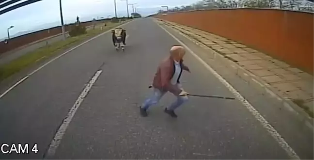 Bingöl'de Yolda İneğin Saldırısına Uğrayan Şoför Kaçtı
