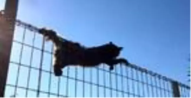 Tel örgülere sıkışan kedi kurtarıldı