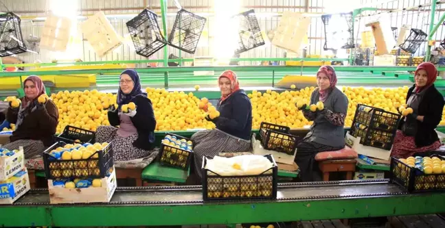 Mersin'de Limon Hasadında Kadınlar Görev Alıyor