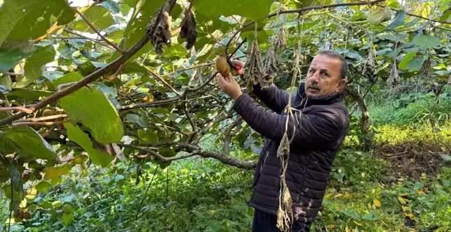 Trabzon'un Geyikli Mahallesi'nde Kivi Hasadı Başladı