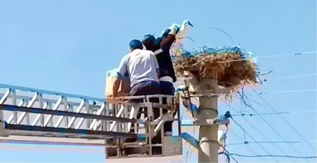 Anneleri Telef Olan 3 Leylek Korumaya Alındı