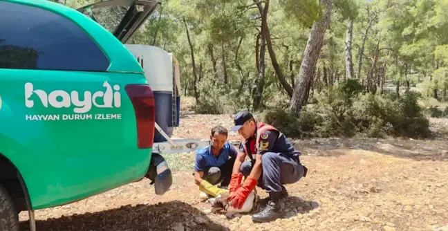 Finike'de yaralı köpek ormanlık alanda bulundu